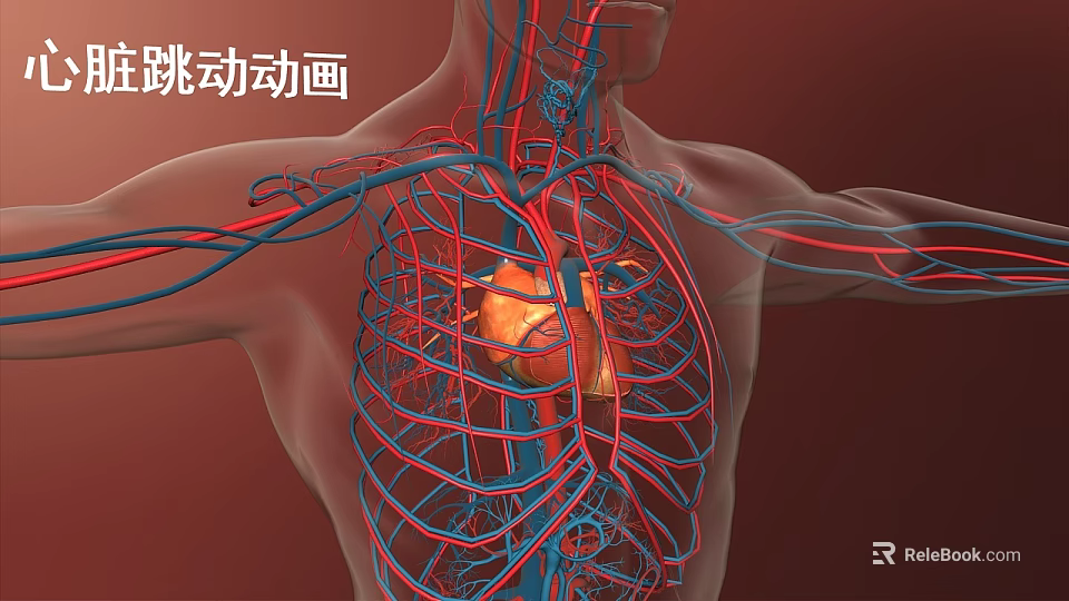 Animated Chest Organs Visualization With Beating Heart Blood Vessels And Rib Cage 3d model 