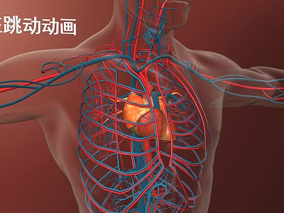 Animated Chest Organs Visualization With Beating Heart Blood Vessels And Rib Cage 3d model