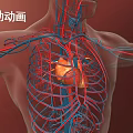 Animated Chest Organs Visualization With Beating Heart Blood Vessels And Rib Cage 3d model