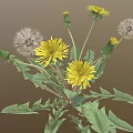 Dandelion Plant with Yellow Flowers White Fluffy Seed Heads and Green Leaves
