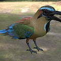Colorful Bird With Vibrant Green Blue Plumage And Open Large Beak In Natural Grassland Setting