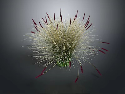 Fluffy Light Colored Plant with Red Slender Spikes and Green Base 3d model