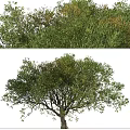 Detailed Tree Models With Top And Side Views Of Foliage Trunk And Branches