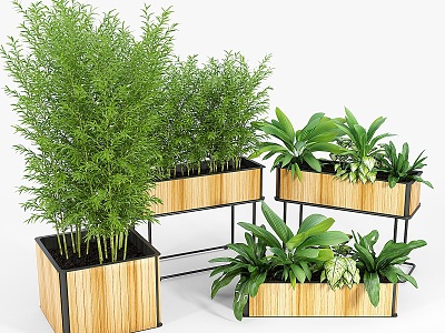 Plant Potted Plant Combination Plant Flower Pot Flower Tank Potted Green Plant Bonsai Wooden Box 3d model