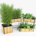 Plant Potted Plant Combination Plant Flower Pot Flower Tank Potted Green Plant Bonsai Wooden Box Box 3d model