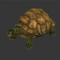 Realistic 3D Rendered Brown Tortoise With Intricate Shell On Gray Surface 3d model