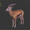 Standing 3D Antelope Model With Brown White Fur Curved Horns Dark Background
