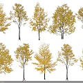 Multiple Autumn Arbor Trees With Yellow Leaves In Various Shapes And Sizes