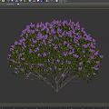 Purple Flowering Shrub With Green Leaves And Human Silhouette For Size Reference