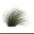 Tall Wispy Decorative Grass With Green And Gold Foliage On Black Background