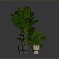 Indoor Green Plants with Lush Large Leaves in Light Ceramic Pots Against Gray Background
