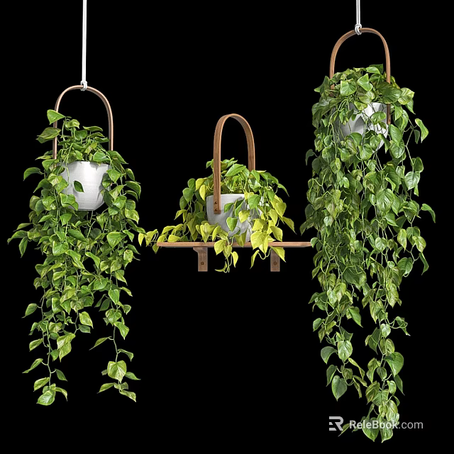 Hanging Basket Plants with Lush Trailing Green Leaves and Dense Foliage 3d model 