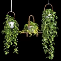 Hanging Basket Plants with Lush Trailing Green Leaves and Dense Foliage