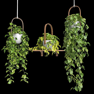 Hanging Basket Plants with Lush Trailing Green Leaves and Dense Foliage 3d model
