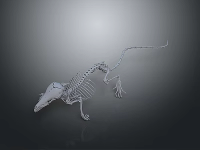 Detailed Rat Skeleton Anatomical Model Isolated On Dark Background For Scientific Study 3d model