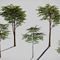 Different Sizes of Trees with Lush Green Leaves and Brown Trunks Displaying Various Growth Stages