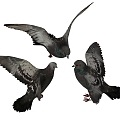 Modern pigeons 3d model