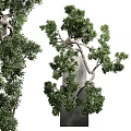 Artistic Bonsai Tree with Lush Green Foliage in Concrete Pot on Pedestal