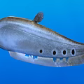 Silver Gray Fish With Dorsal Fin And Black Spots On The Side In Blue Background