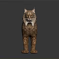Realistic 3D Lynx Model With Spotted Fur Tufted Ears And Yellow Eyes