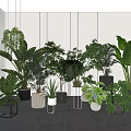 Indoor Potted Plants With Various Green Foliage In Modern Planters For Home Decor