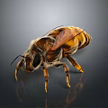 Detailed Honey Bee Close Up With Transparent Wings Striped Body And Visible Legs