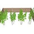 Bamboo Plants Arranged Along Wooden Fence with Lush Green Foliage