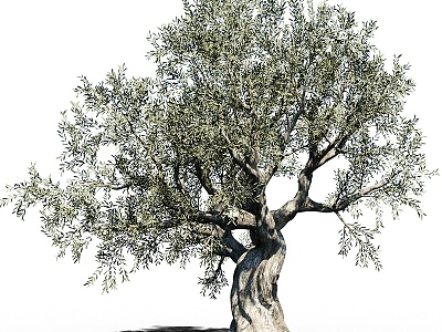 olive tree landscape tree big tree 3d model