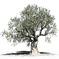 olive tree landscape tree big tree 3d model