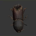 Dark Brown Beetle With Shiny Exoskeleton And Orange Legs On Gray Background