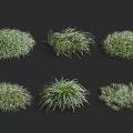 Different Types of Green Ground Cover Plants with Various Growth Forms