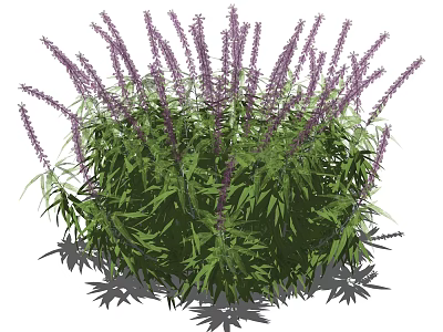 Vibrant Garden Shrub Featuring Purple Flowers And Lush Green Leaves 3d model