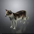Calico Cat with Yellow Eyes in Standing Pose Against Dark Background Showing Smooth Fur