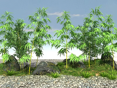 Lush Green Bamboo Plants Growing With Stones Pebble Ground And Grass 3d model