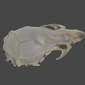 Detailed Animal Skull Skeleton With White Bone Structure On Dark Background 3d model