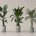 Different Tropical Leaf Potted Plants With Gray Modern Pots And Lush Green Foliage