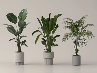 Different Tropical Leaf Potted Plants With Gray Modern Pots And Lush Green Foliage 3d model