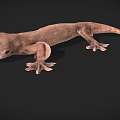 Detailed Brown Gecko Game and Movie Character 3D Model with Large Eyes on Black Background