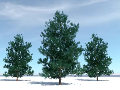 Three Green Pine Trees Standing Against Blue Sky In Winter Snowy Landscape 3d model