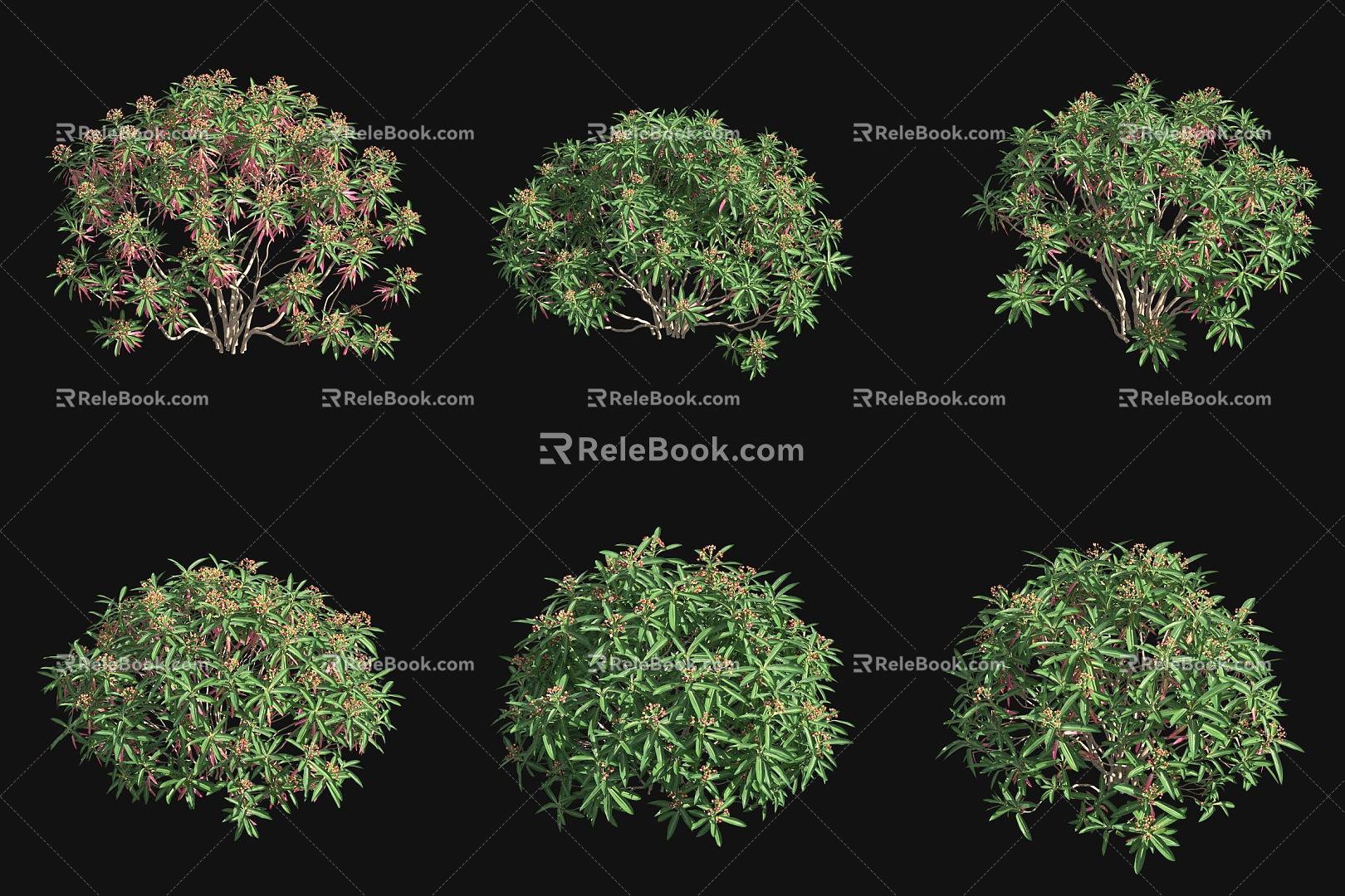 Honey-producing spurge 3d model