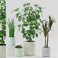 Various Green Potted Plants In Decorative Ceramic Pots For Indoor Decor