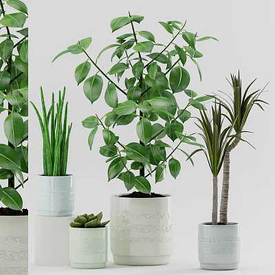 Various Green Potted Plants In Decorative Ceramic Pots For Indoor Decor 3d model