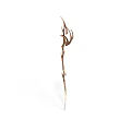 Dried Plant with Slender Stem and Curled Leaves on White Background