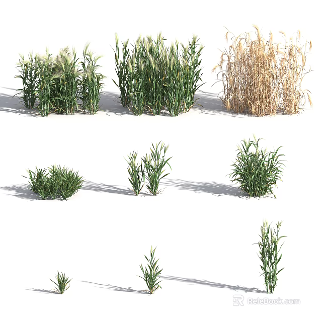 Various Green Herb Plants With Different Heights And Natural Growth Patterns 3d model 