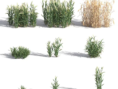 Various Green Herb Plants With Different Heights And Natural Growth Patterns 3d model