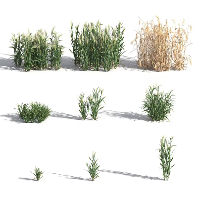 Various Green Herb Plants With Different Heights And Natural Growth Patterns 3d model