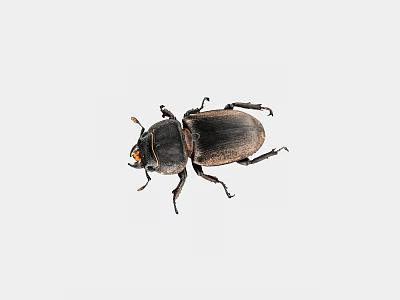 Detailed Close Up View Of Black Horned Beetle On White Background 3d model