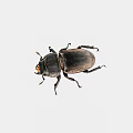 Detailed Close Up View Of Black Horned Beetle On White Background