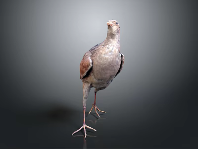 Detailed Gray and Brown Bird Standing on Gradient Gray to Black Background 3d model