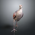 Detailed Gray and Brown Bird Standing on Gradient Gray to Black Background